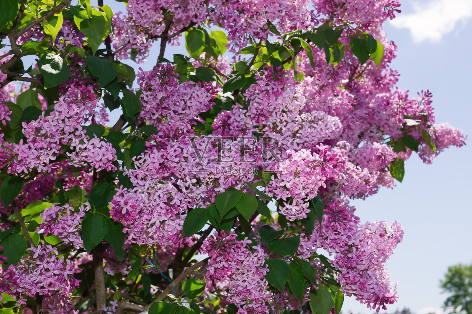 淡紫色选择聚焦照片摄影图片