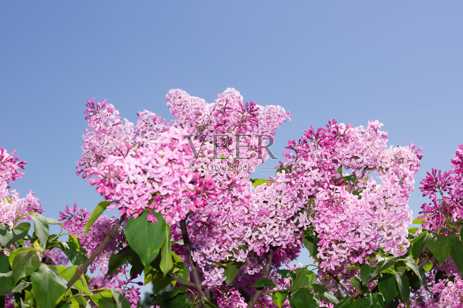 淡紫色选择聚焦照片摄影图片