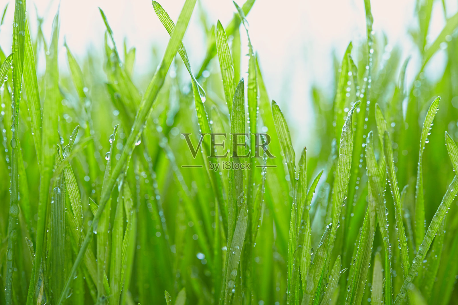 新鲜的草和露珠照片摄影图片