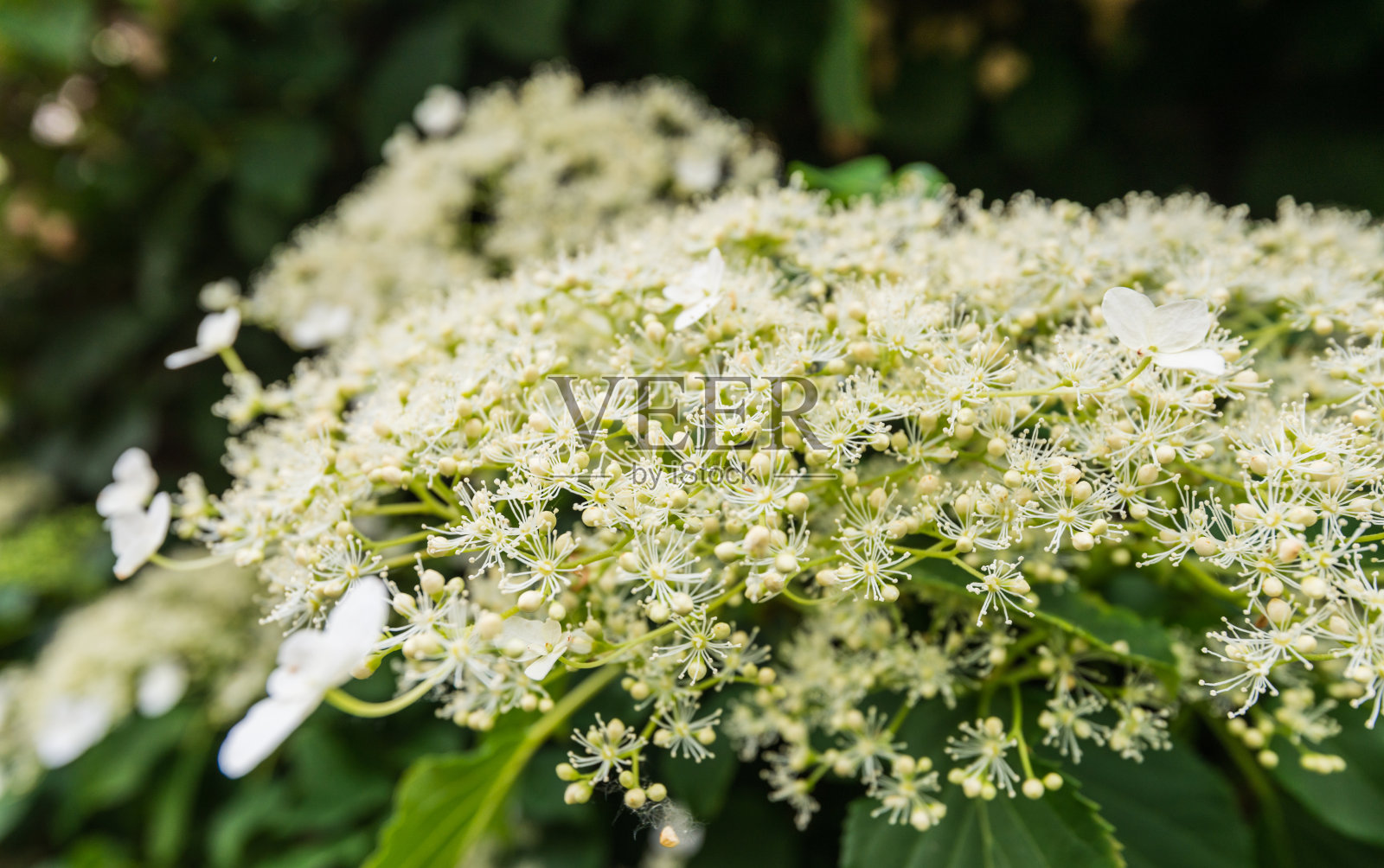 一个盛开的绣球花的特写照片摄影图片