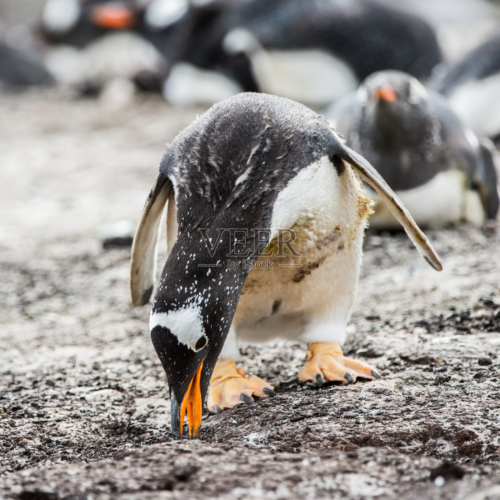 企鹅在南极照片摄影图片