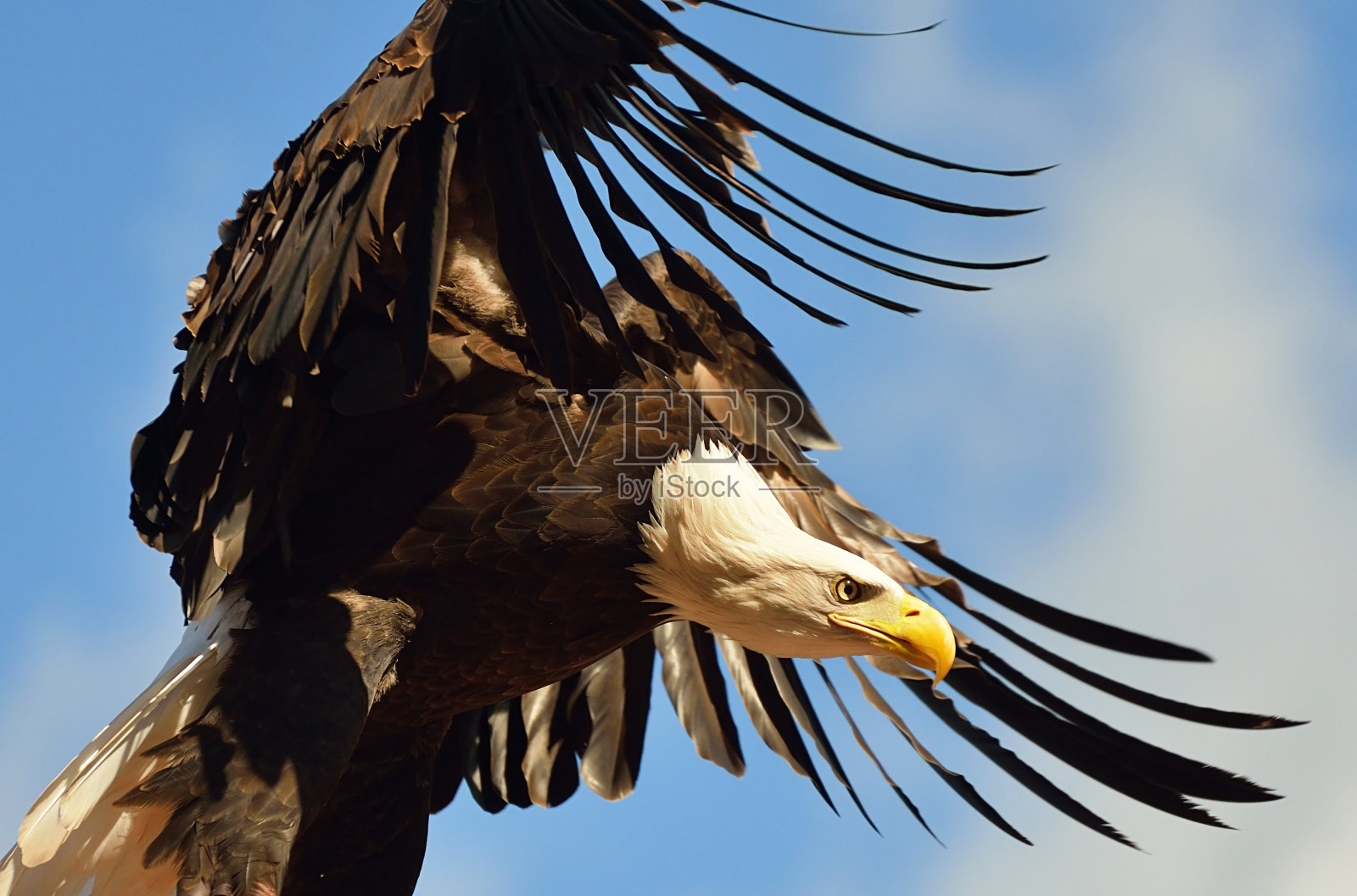 是秃鹰。照片摄影图片