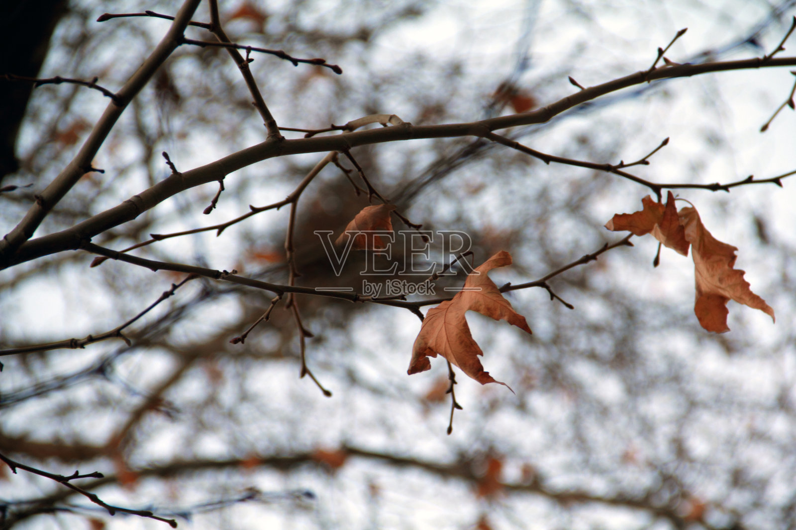 秋天，树和鸟巢照片摄影图片