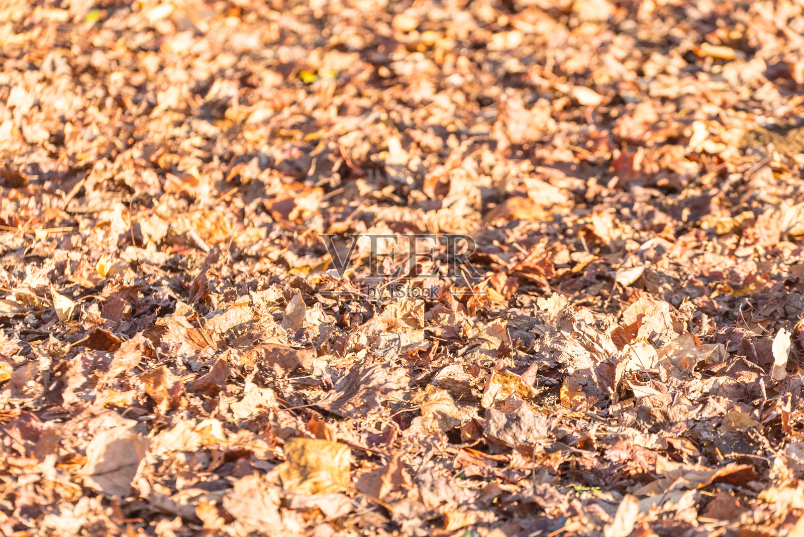枯叶的质地照片摄影图片