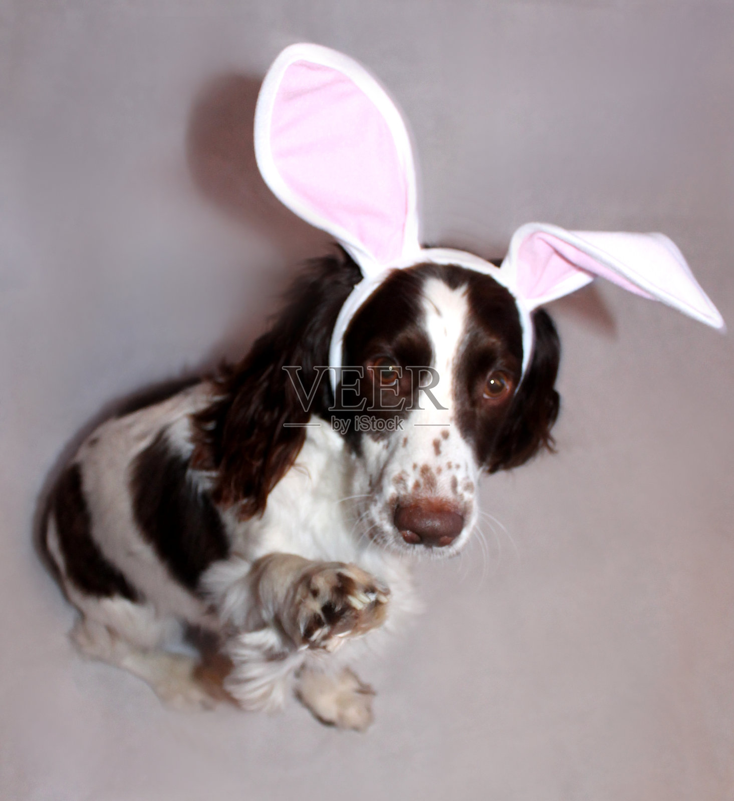 复活节曼尼照片摄影图片