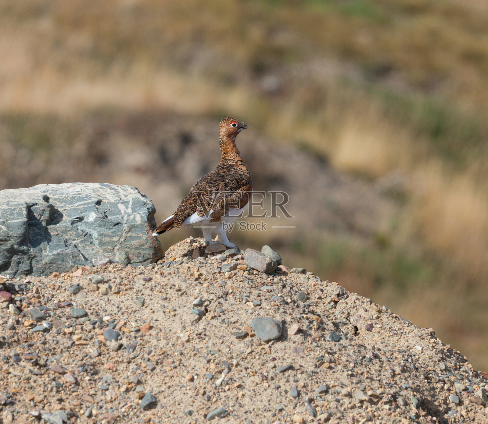 斯诺施索茨克照片摄影图片