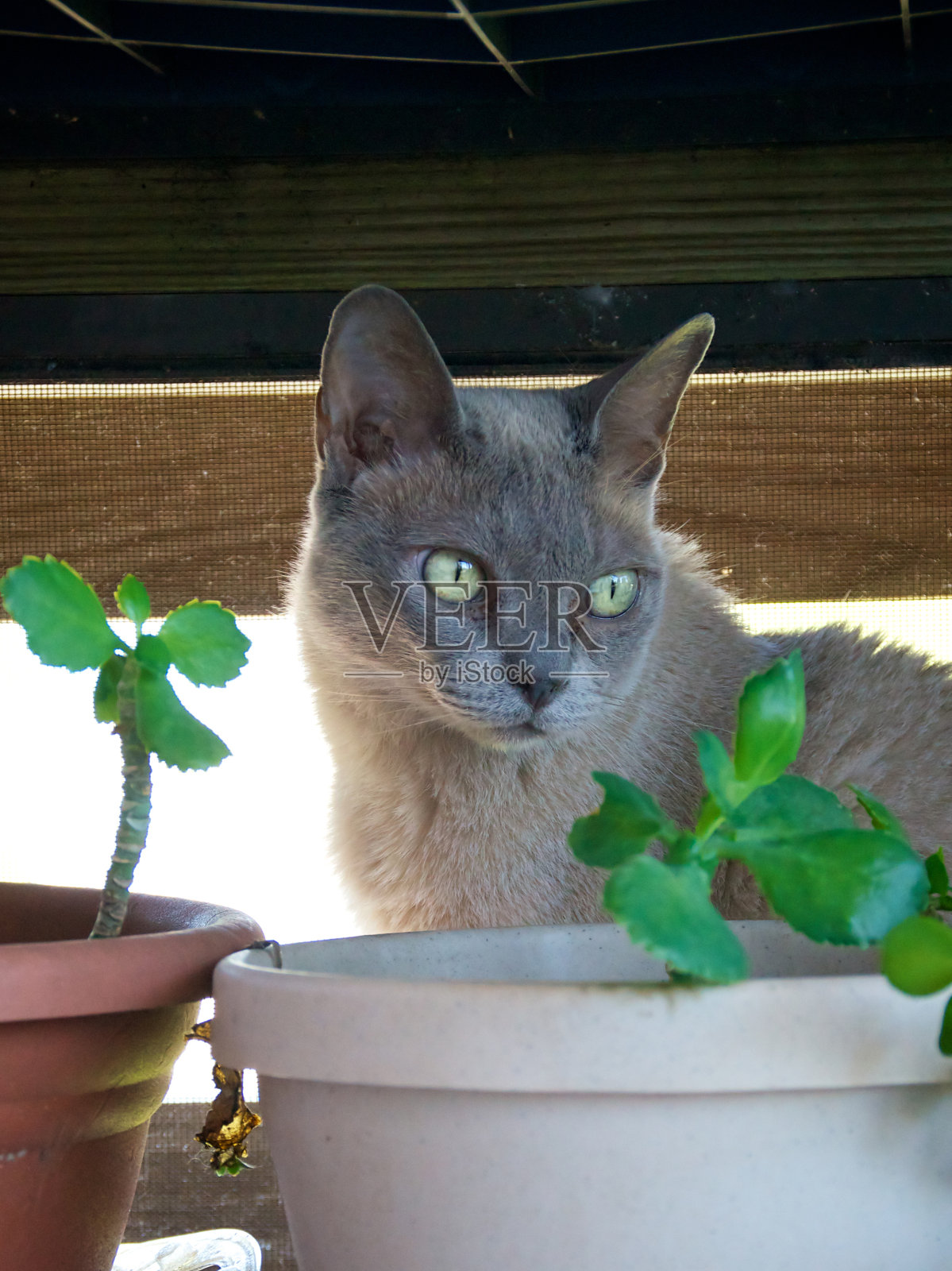 缅甸猫与植物的肖像照片摄影图片