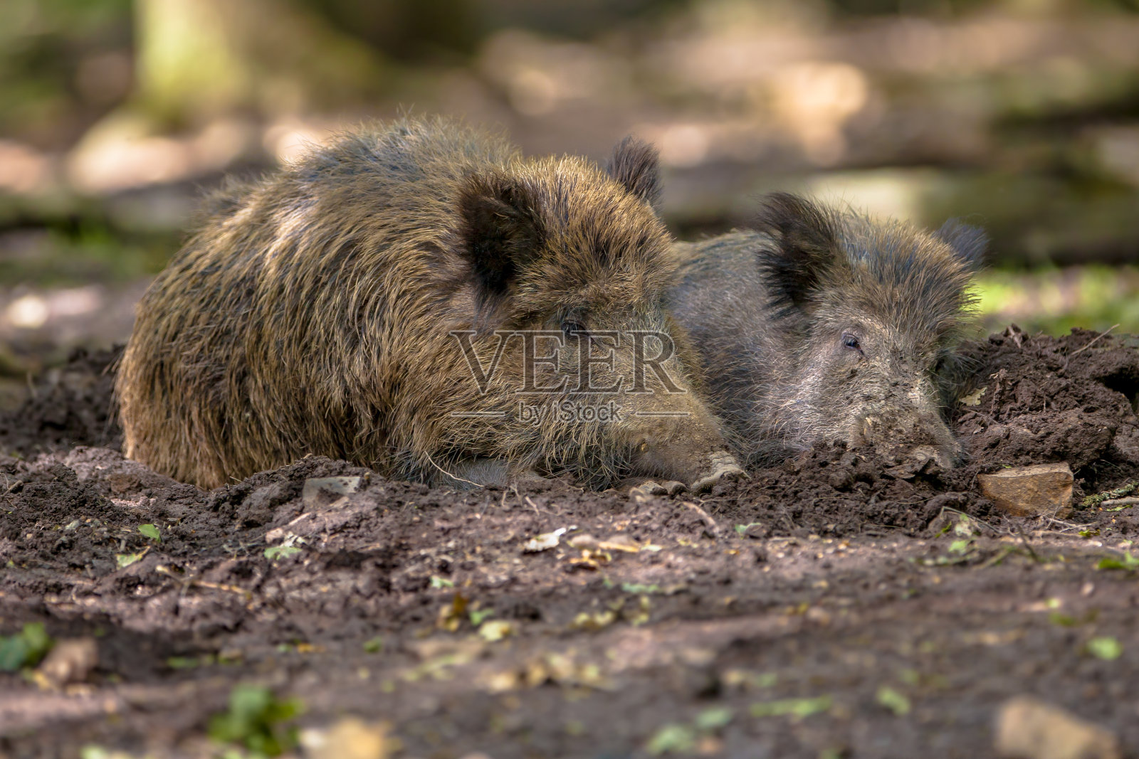 两个野猪照片摄影图片