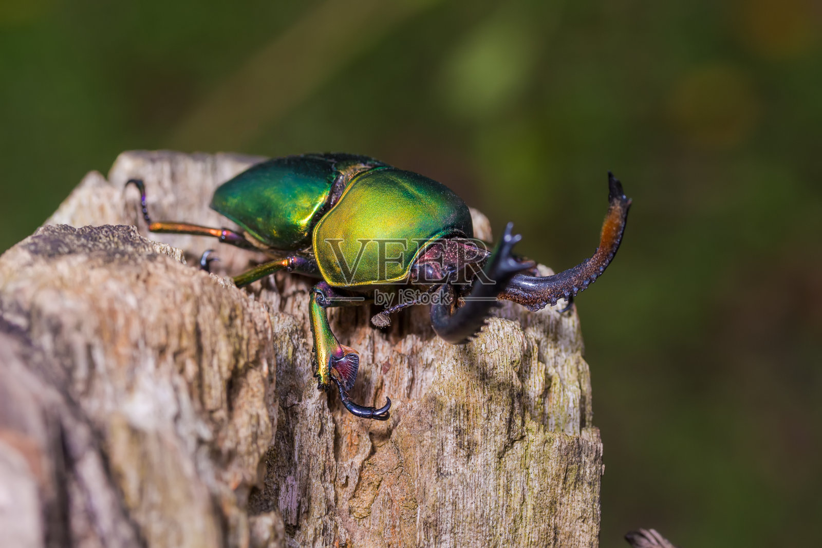 绿雄鹿甲虫(Lamprima adolphinae)，甲虫照片摄影图片