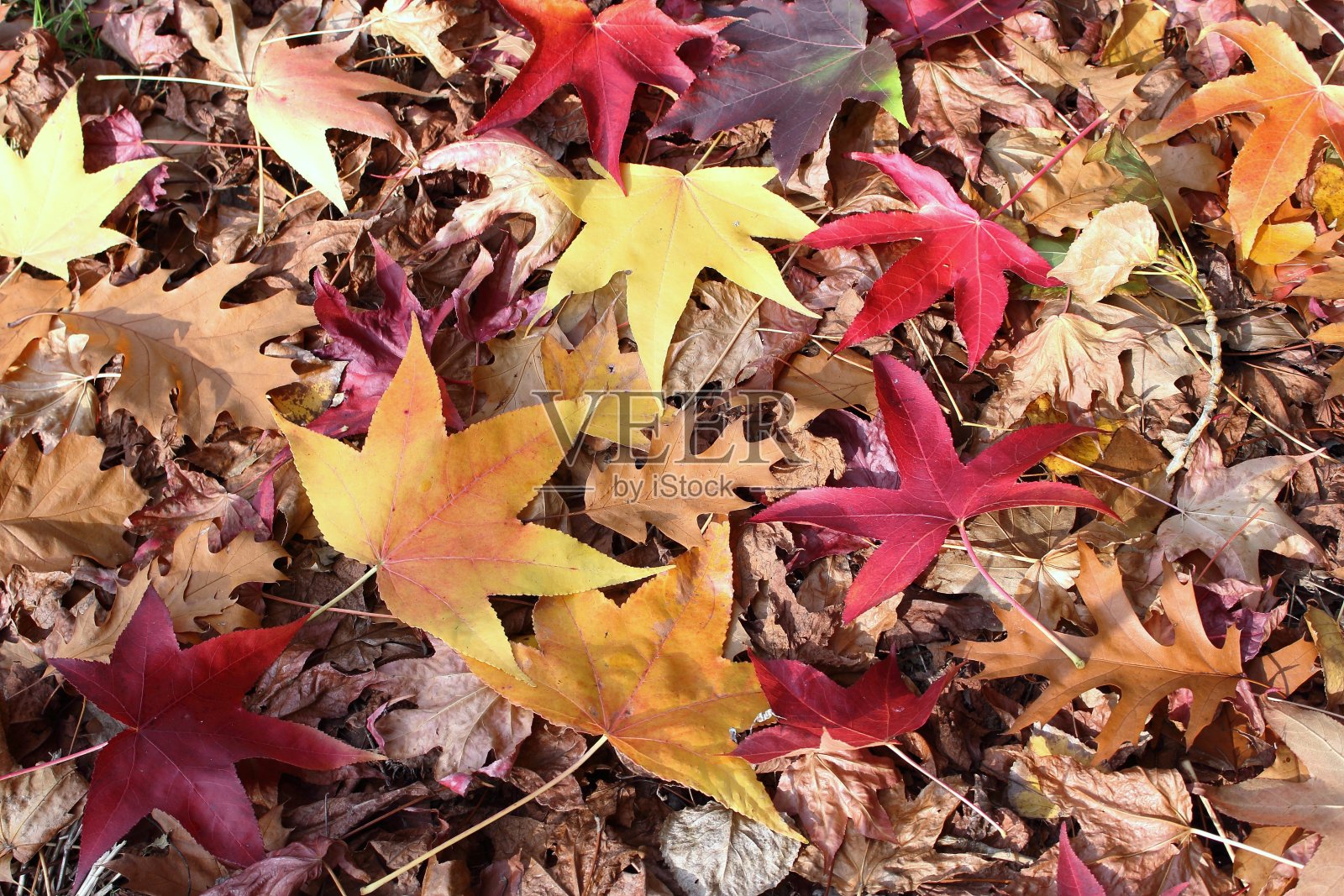 树叶秋季色彩照片摄影图片