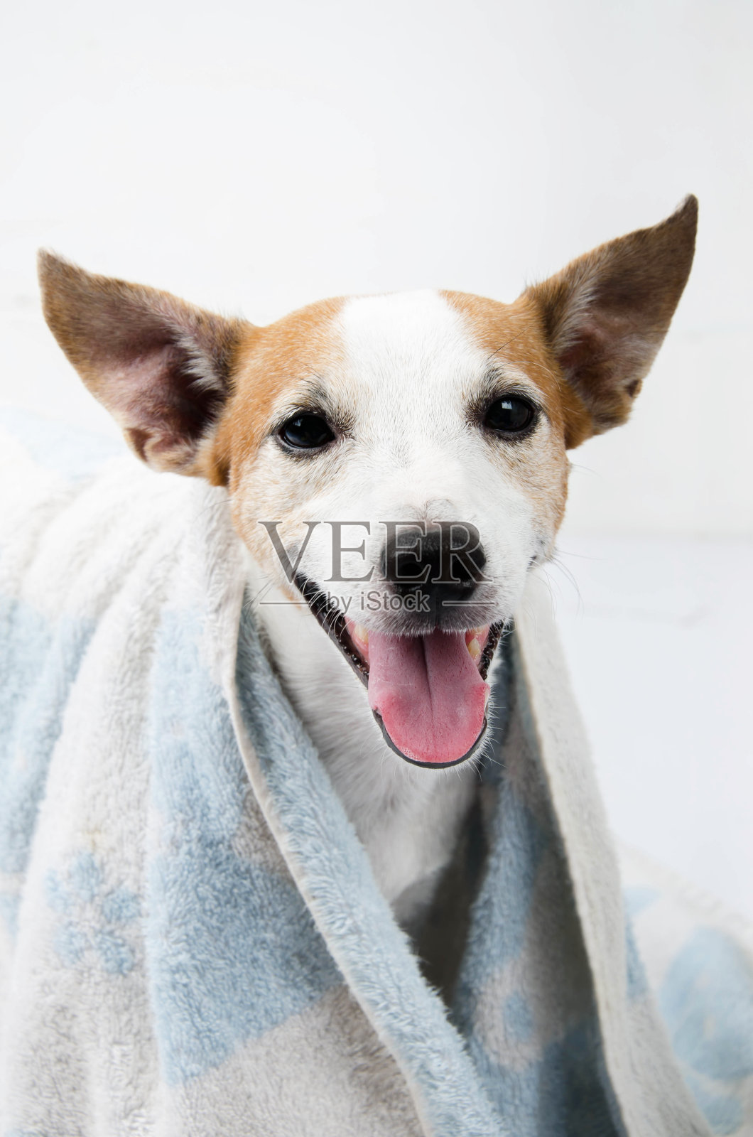 杰克拉塞尔肖像与毛巾在白色的背景照片摄影图片