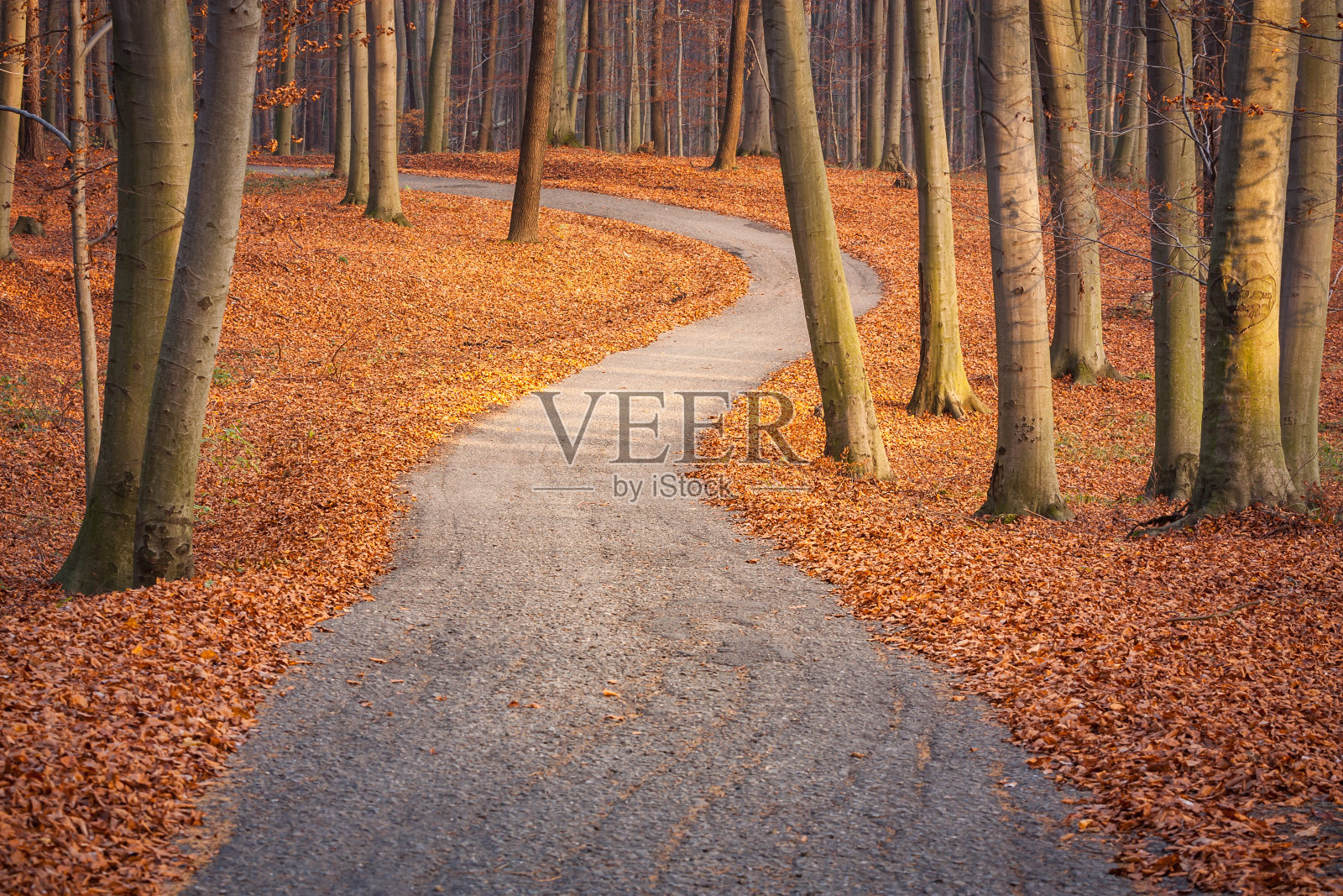 森林里的秋天照片摄影图片