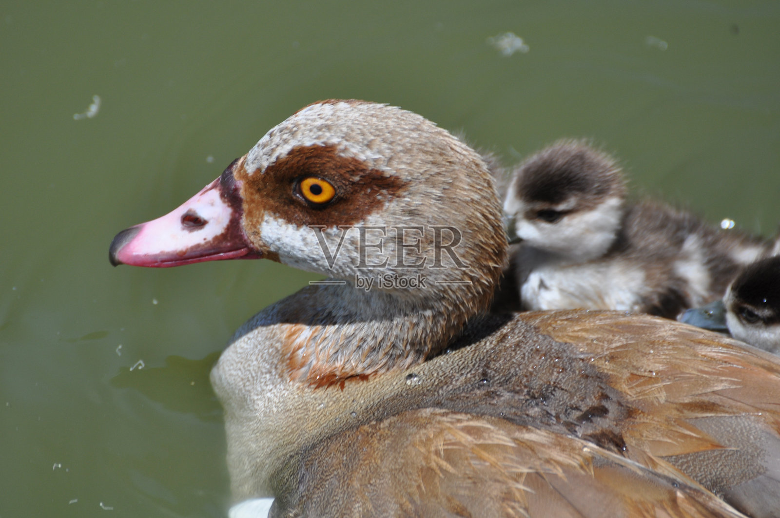 埃及幼鹅照片摄影图片