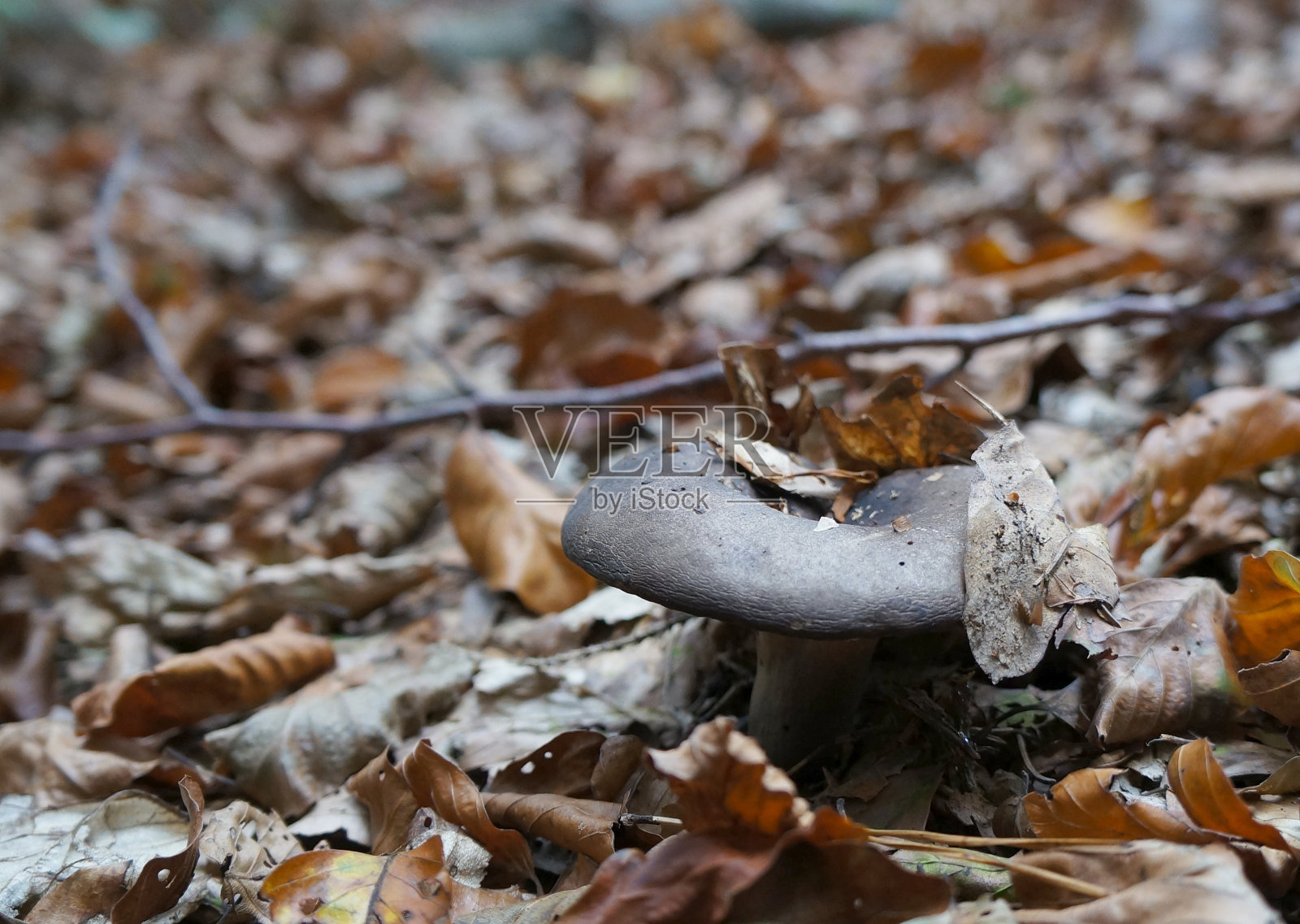 红褐色的Milkcap蘑菇照片摄影图片