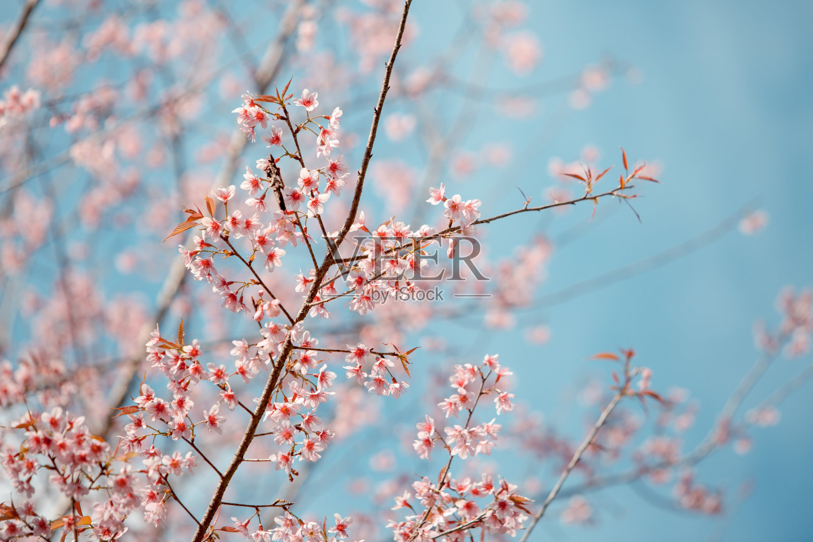 野生喜马拉雅樱春花照片摄影图片