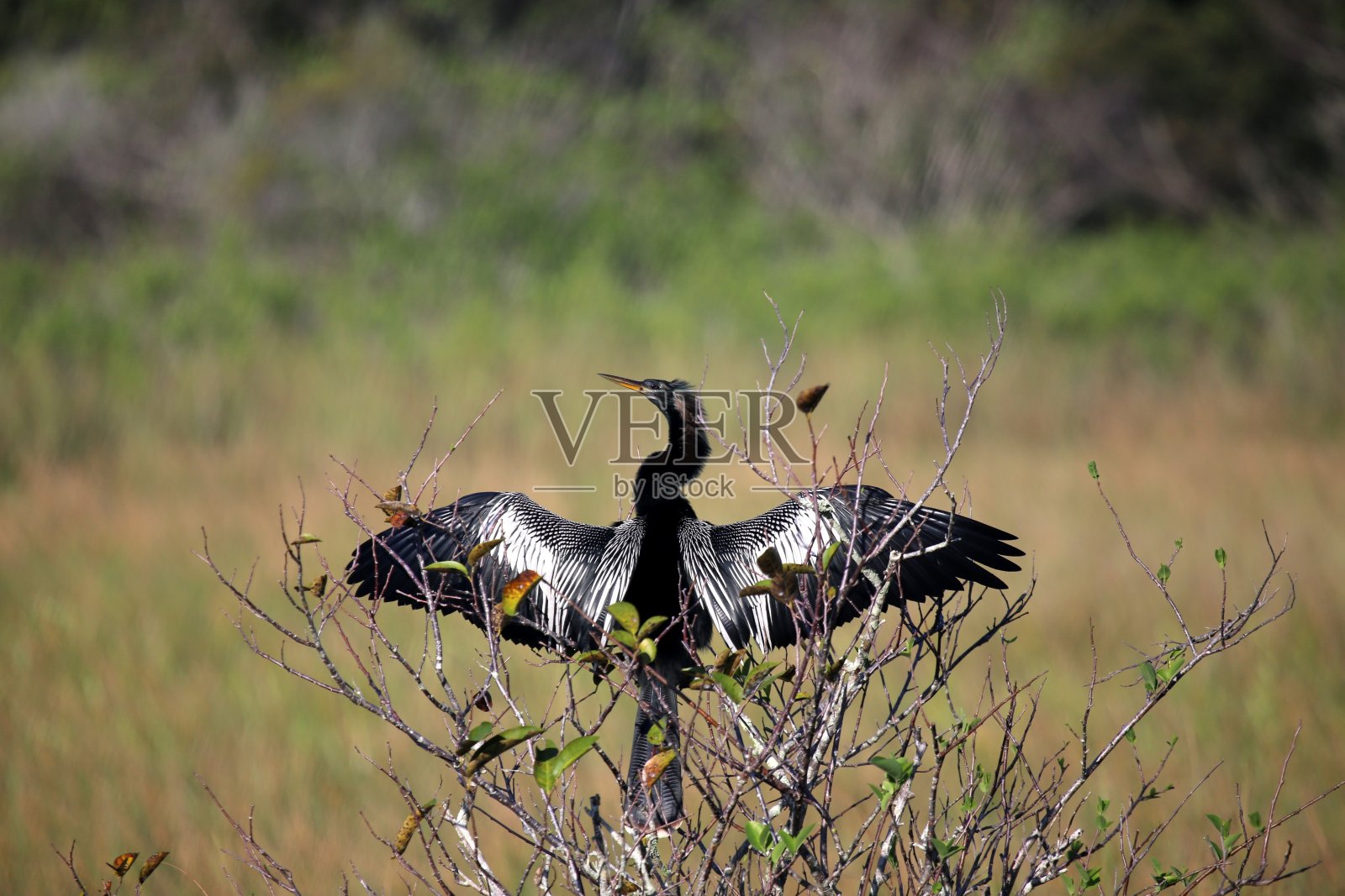美洲蛇鸟照片摄影图片