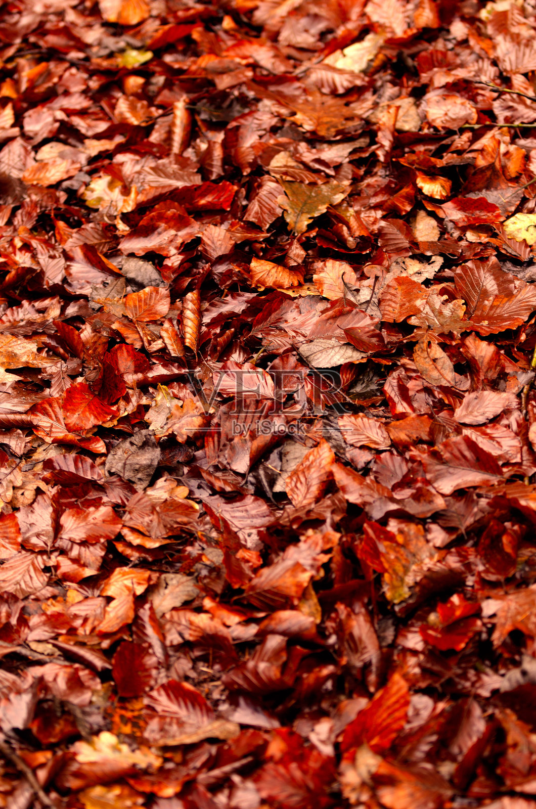 秋天的落叶照片摄影图片