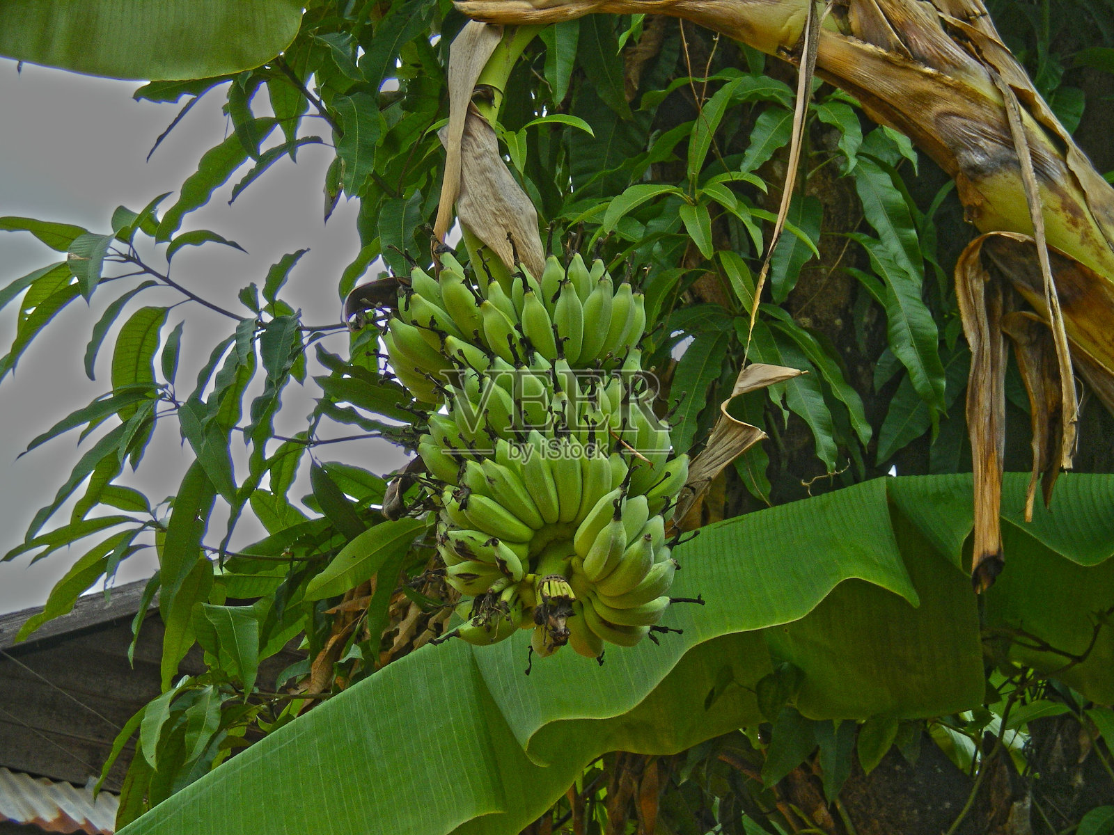 香蕉在树上照片摄影图片