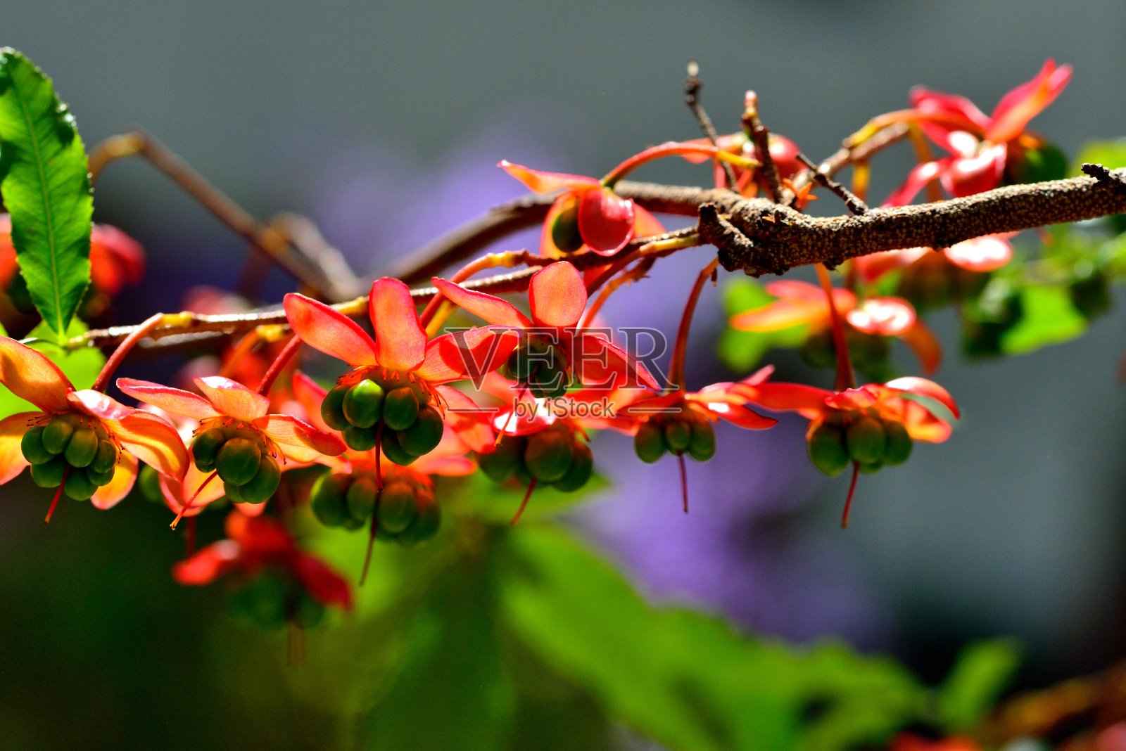 美丽的植物照片摄影图片