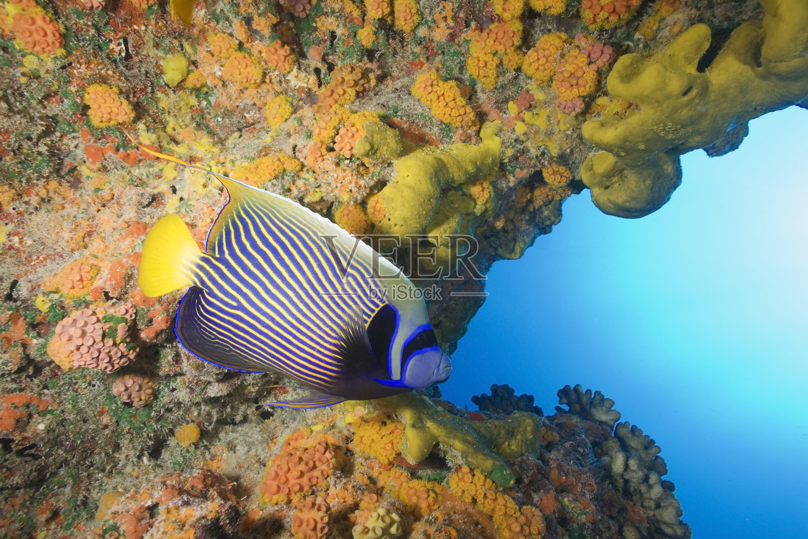 皇帝波马坎图斯/安吉尔菲斯照片摄影图片