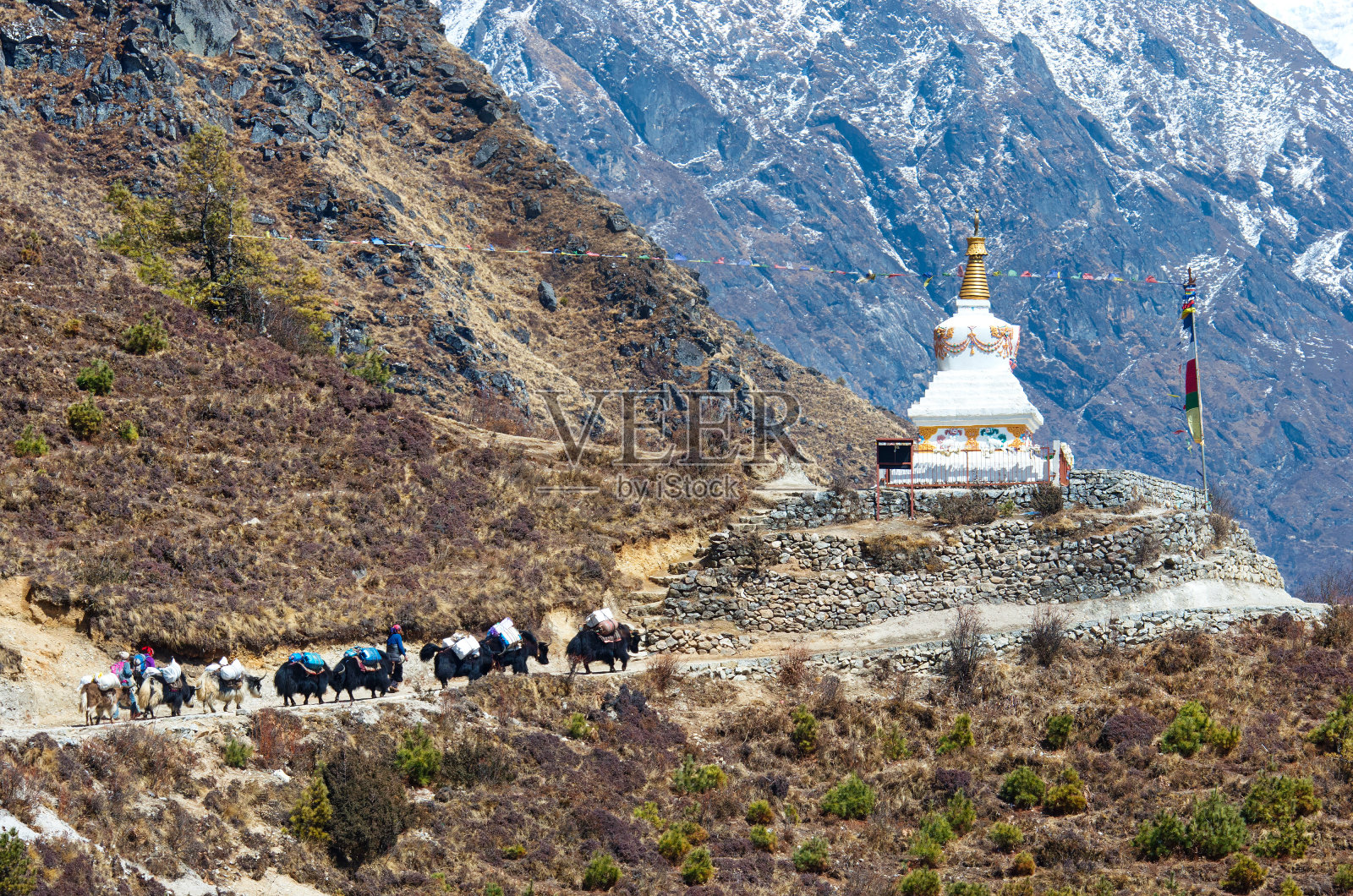 尼泊尔小道上的牦牛照片摄影图片