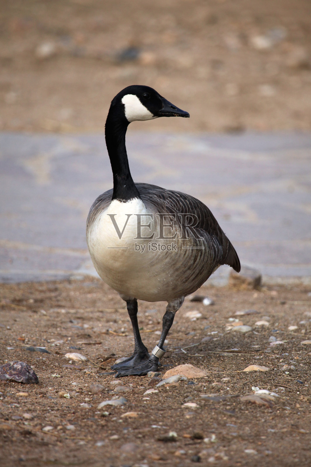 加拿大鹅。照片摄影图片