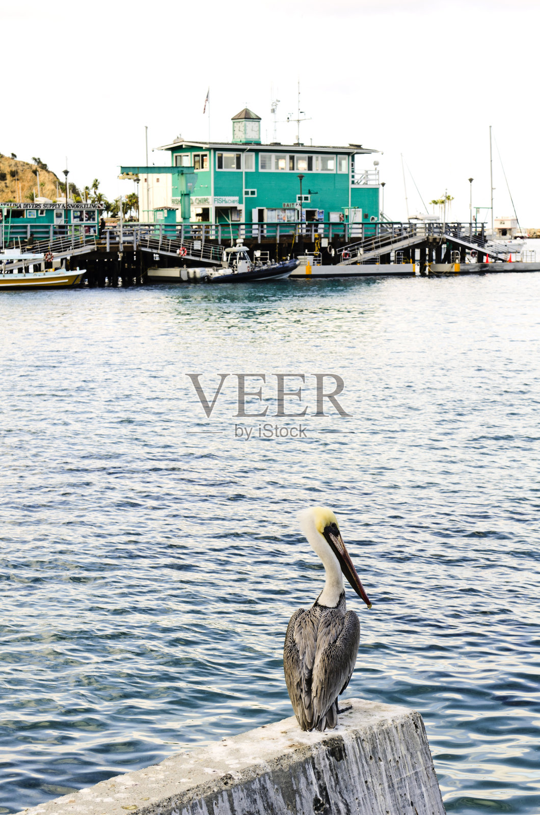 棕色的鹈鹕。Pelecanus occidentalis,照片摄影图片