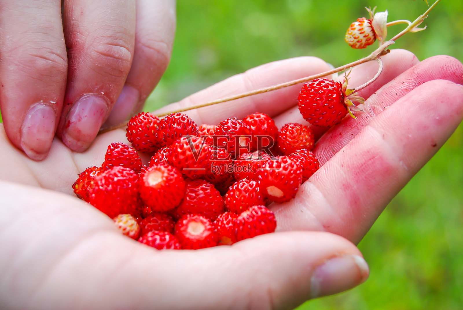 成熟美味的野草莓在手掌上照片摄影图片