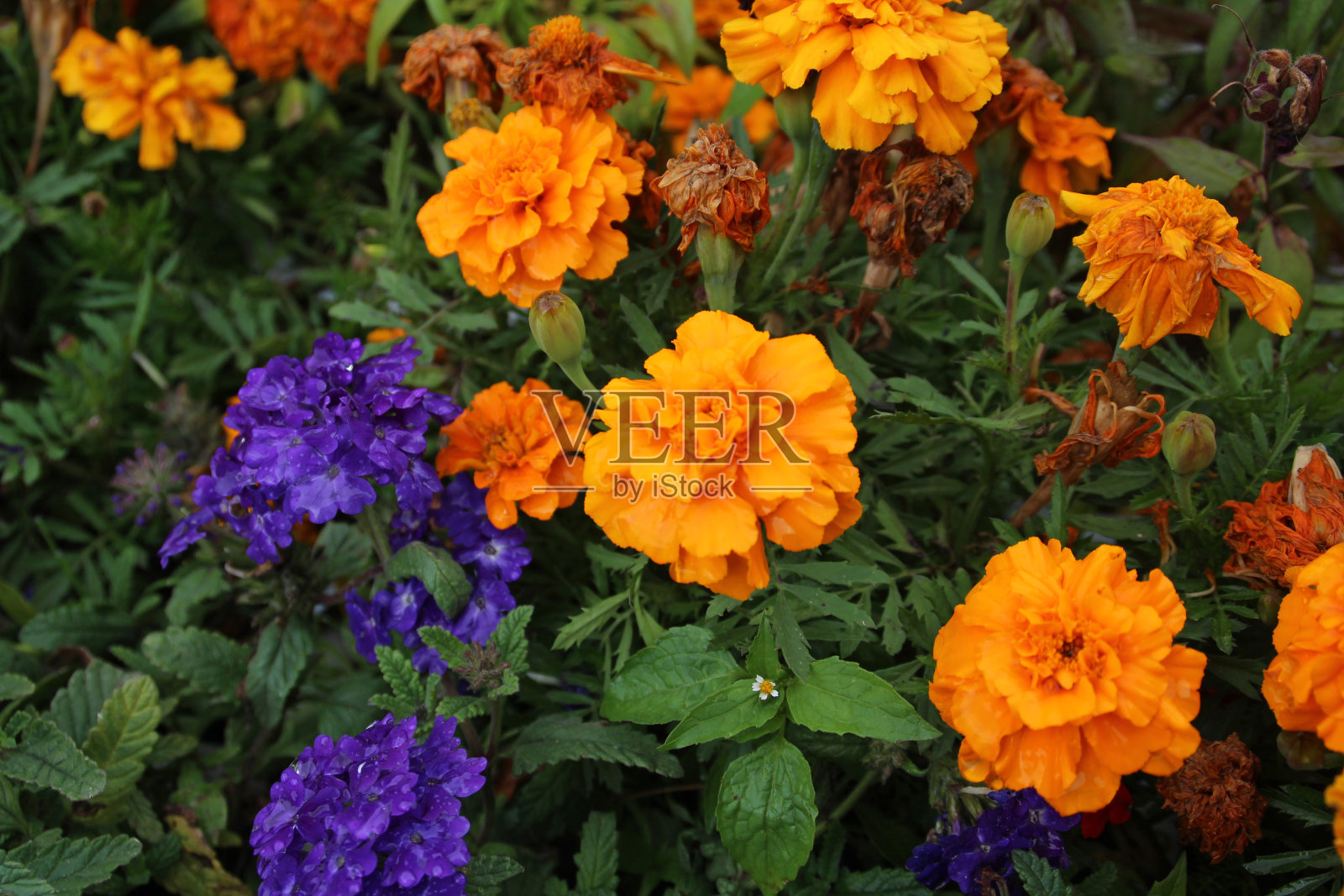 紫色和橙色的花照片摄影图片