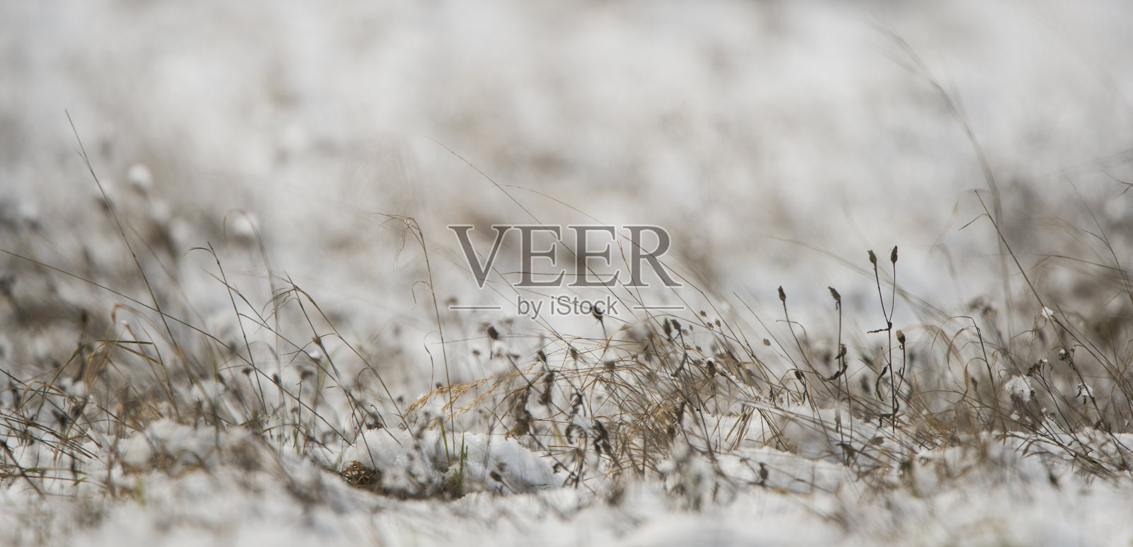 冬天，白雪覆盖的草地照片摄影图片