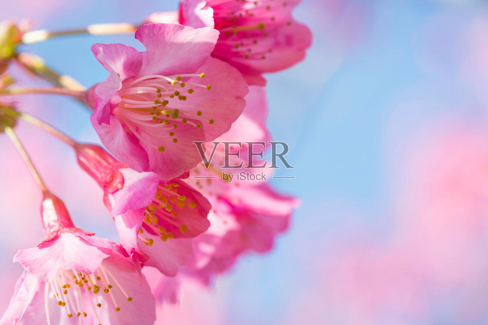 野生喜马拉雅樱花照片摄影图片