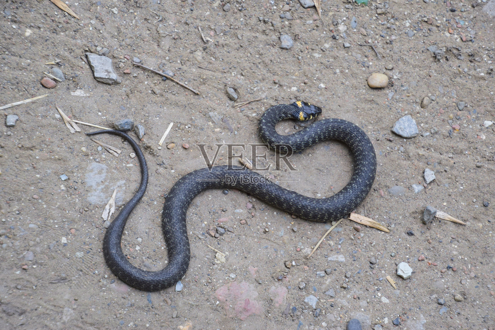 草蛇照片摄影图片