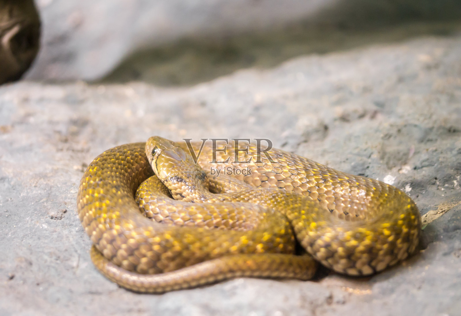 蛇照片摄影图片