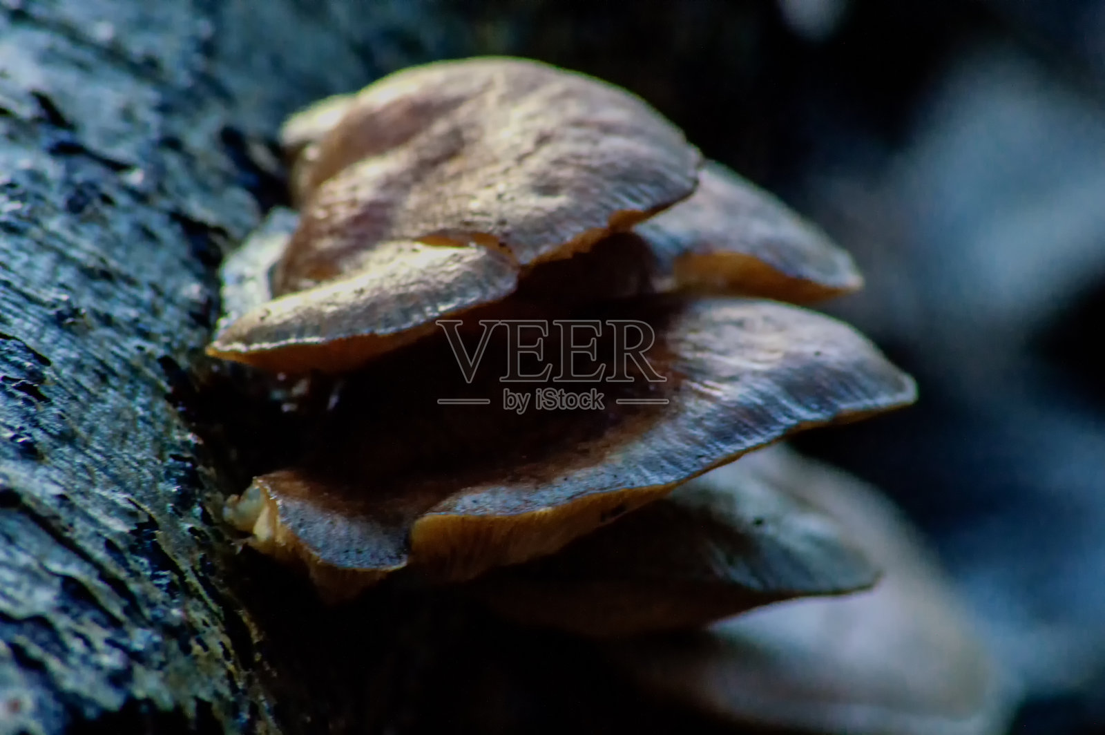 真菌照片摄影图片