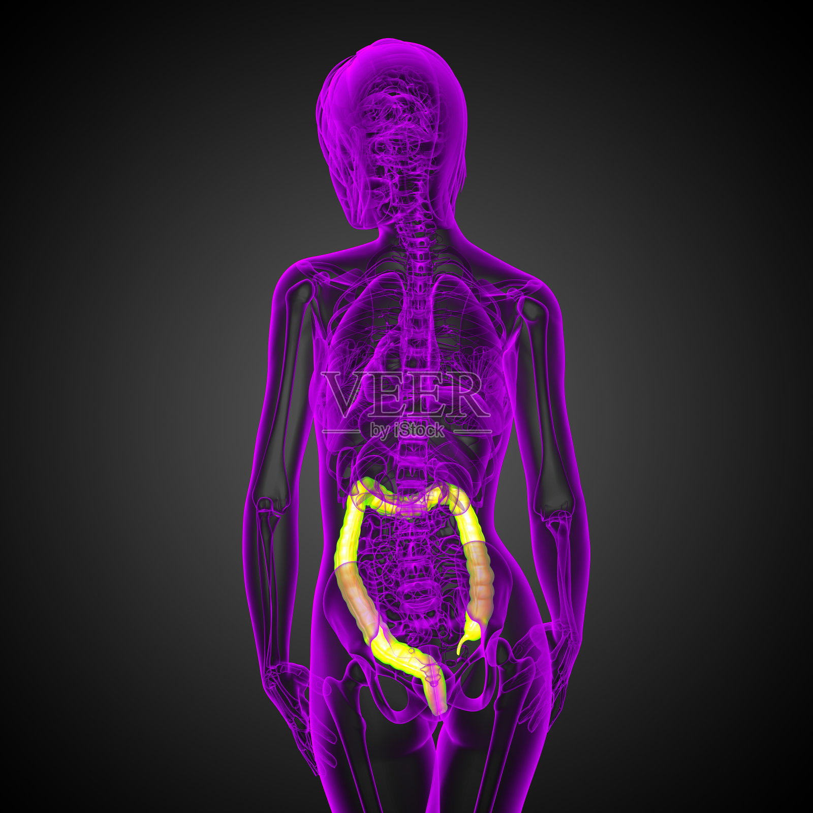 人体消化系统大肠照片摄影图片