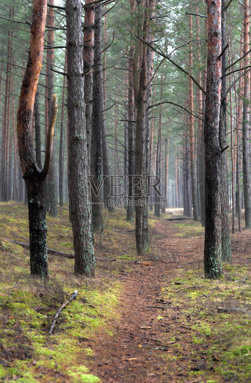 松树林中的小路照片摄影图片