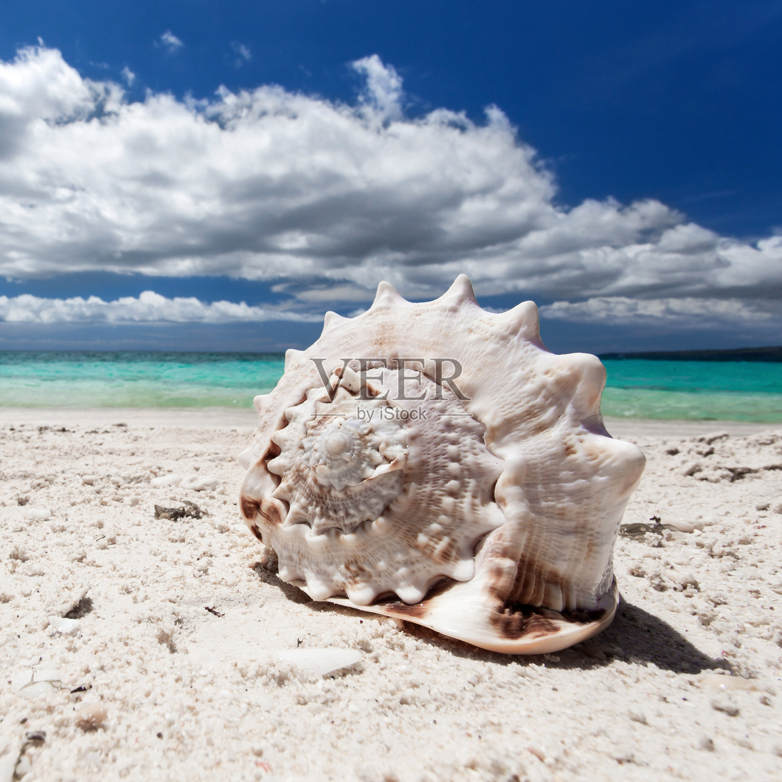 热带海滩上的贝壳，长滩岛照片摄影图片