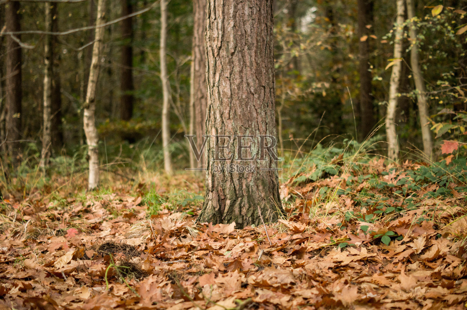树干与落叶-形象的股票照片摄影图片