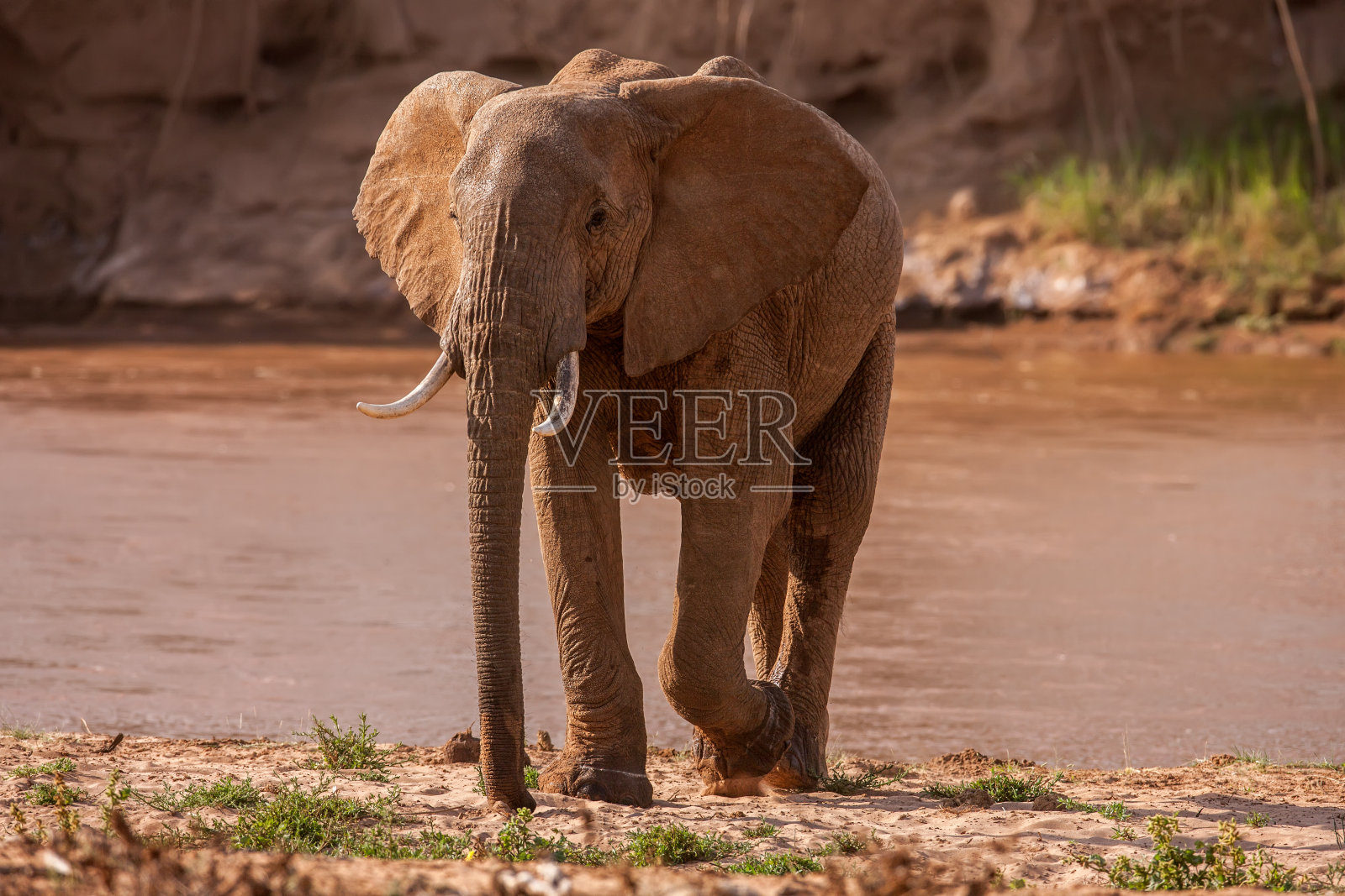 巨大的雄性非洲象在水坑里喝水照片摄影图片