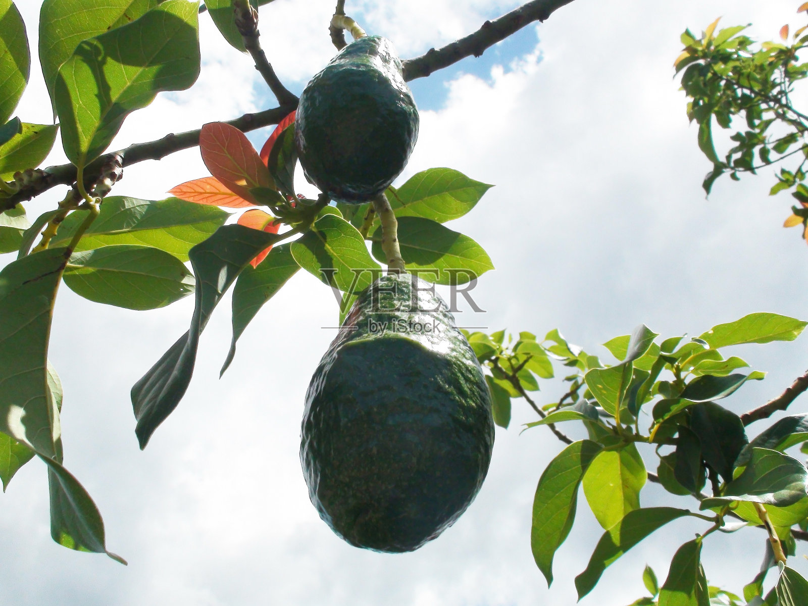 悬挂在加勒比海热带雨林中的牛油果照片摄影图片