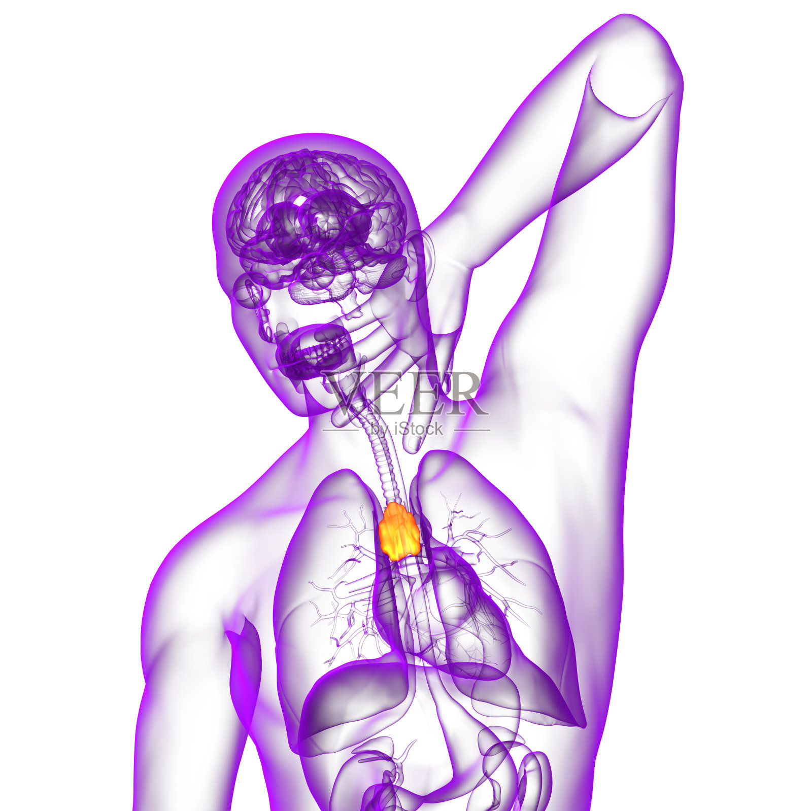 3d渲染胸腺的医学插图照片摄影图片