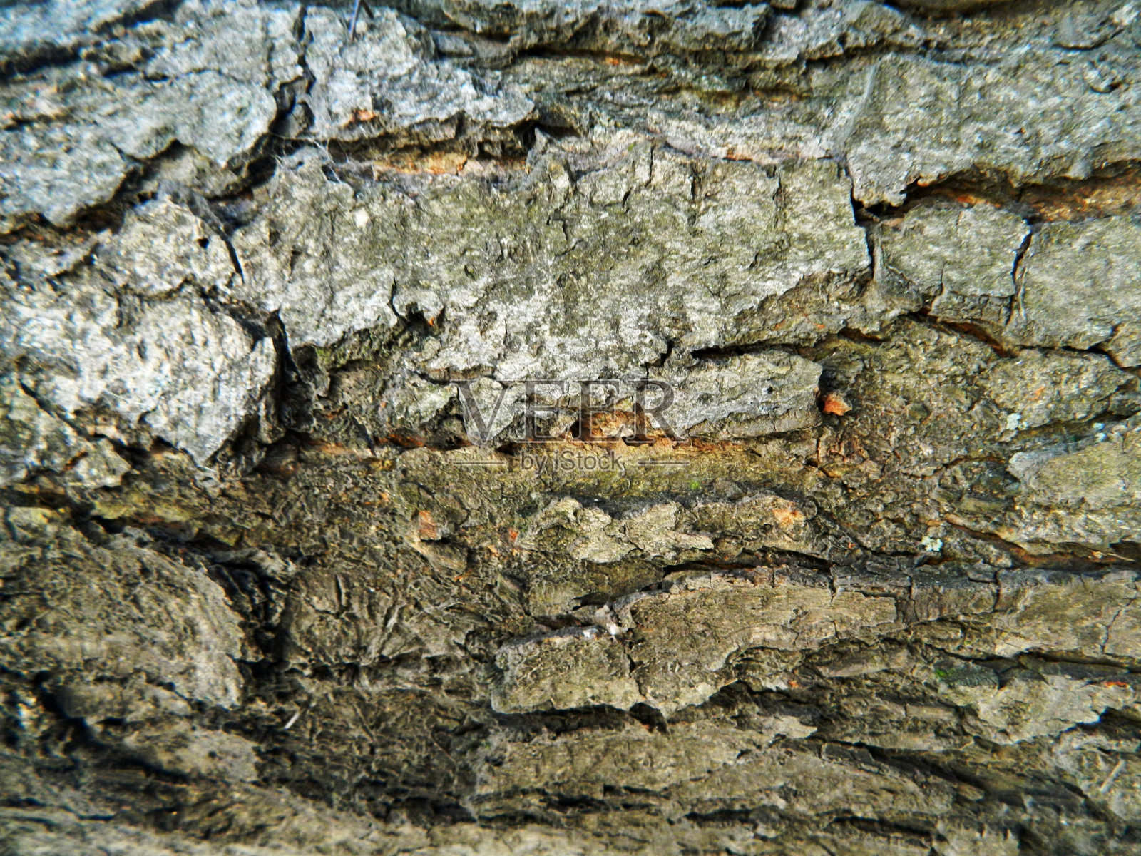 灰色粗糙的老栗子树皮照片摄影图片