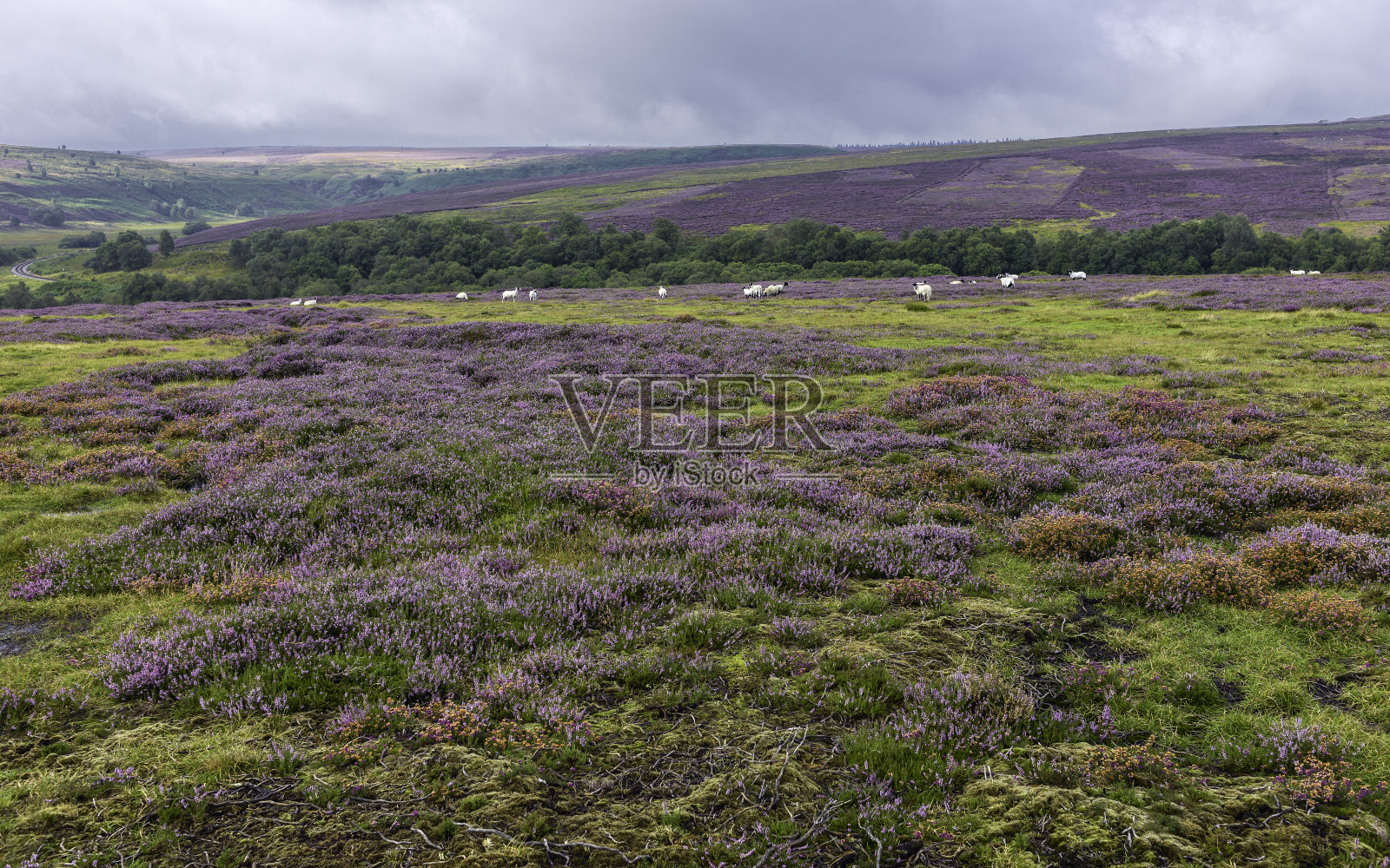 盛开的石南，北约克荒原，约克郡，英国。照片摄影图片