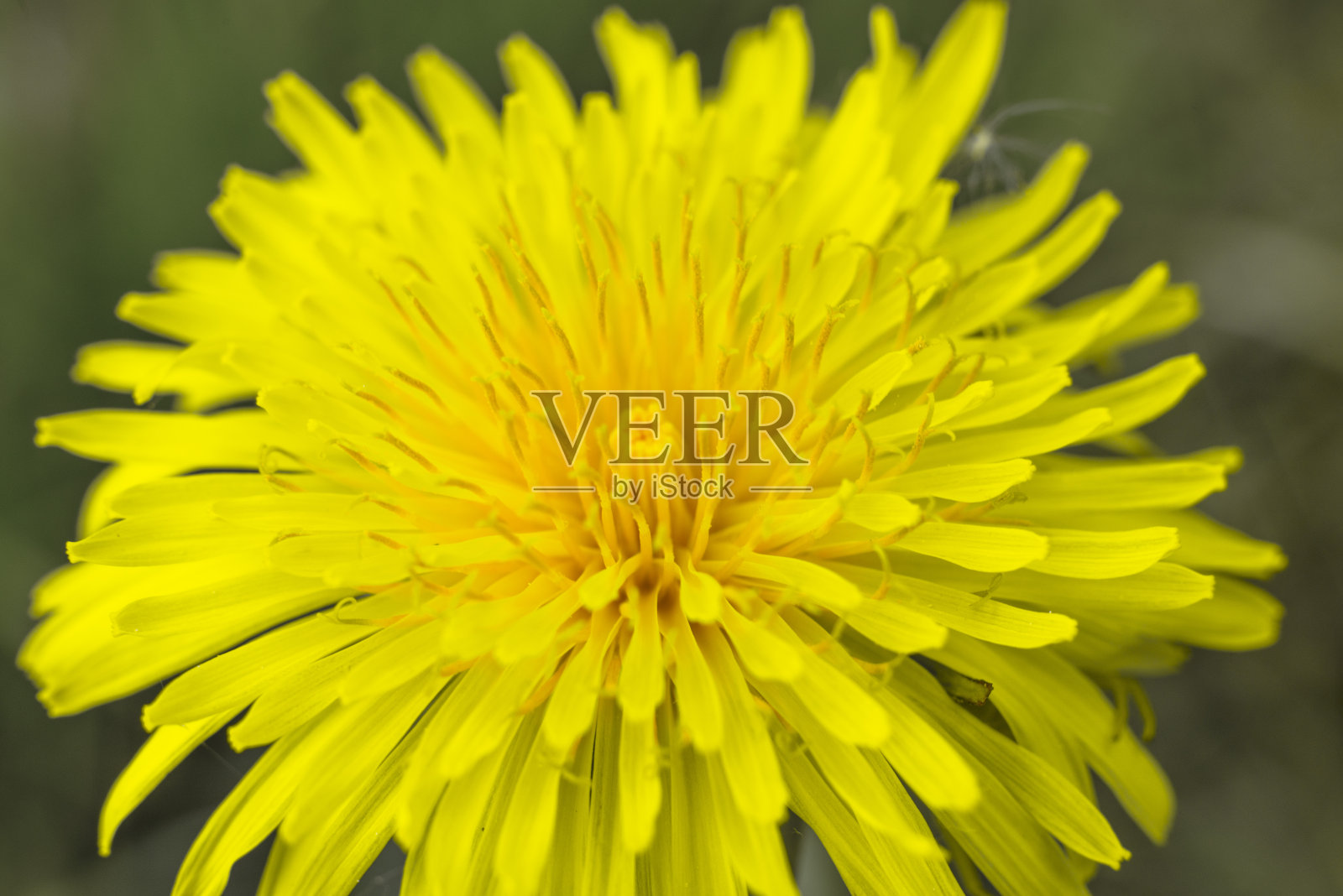 蒲公英照片摄影图片