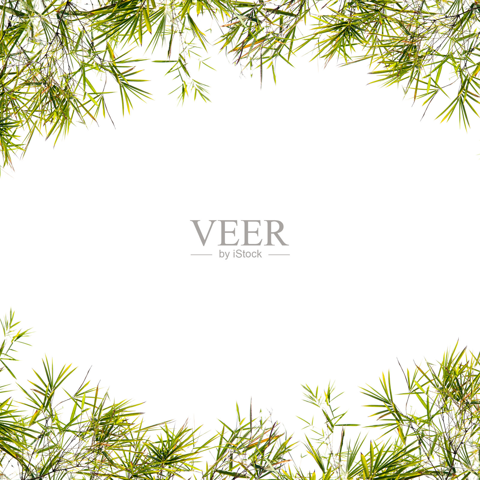 竹叶框架孤立在白色的背景照片摄影图片