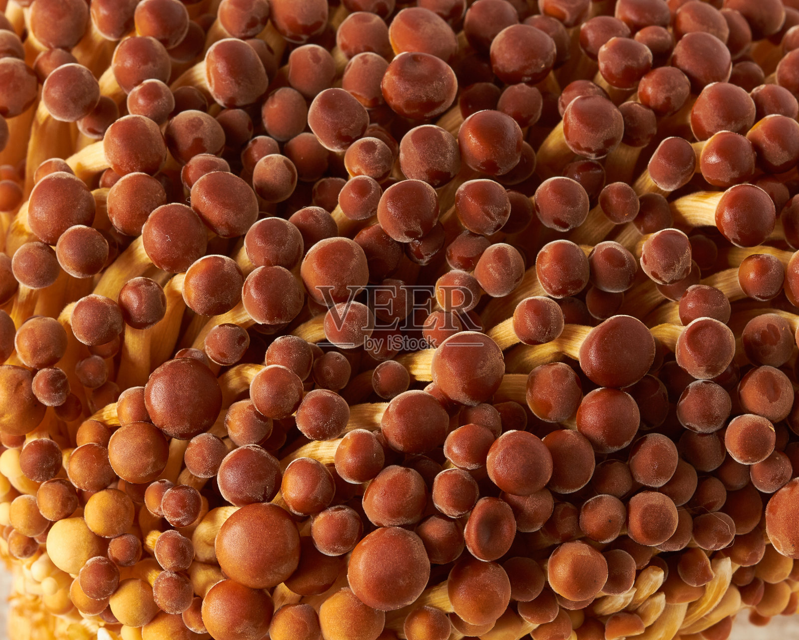 蒲菇照片摄影图片