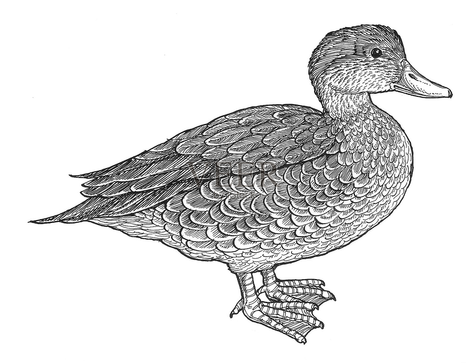 鸭设计元素图片