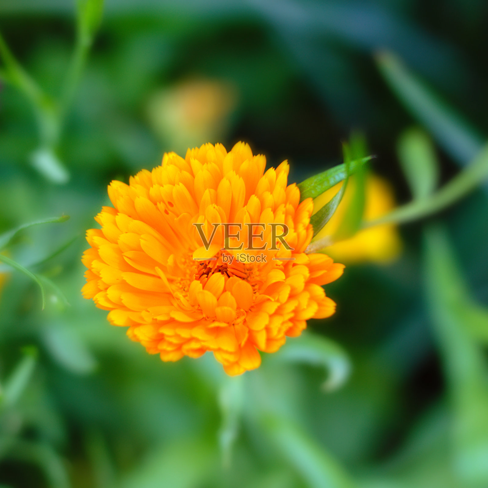 聚照片摄影图片