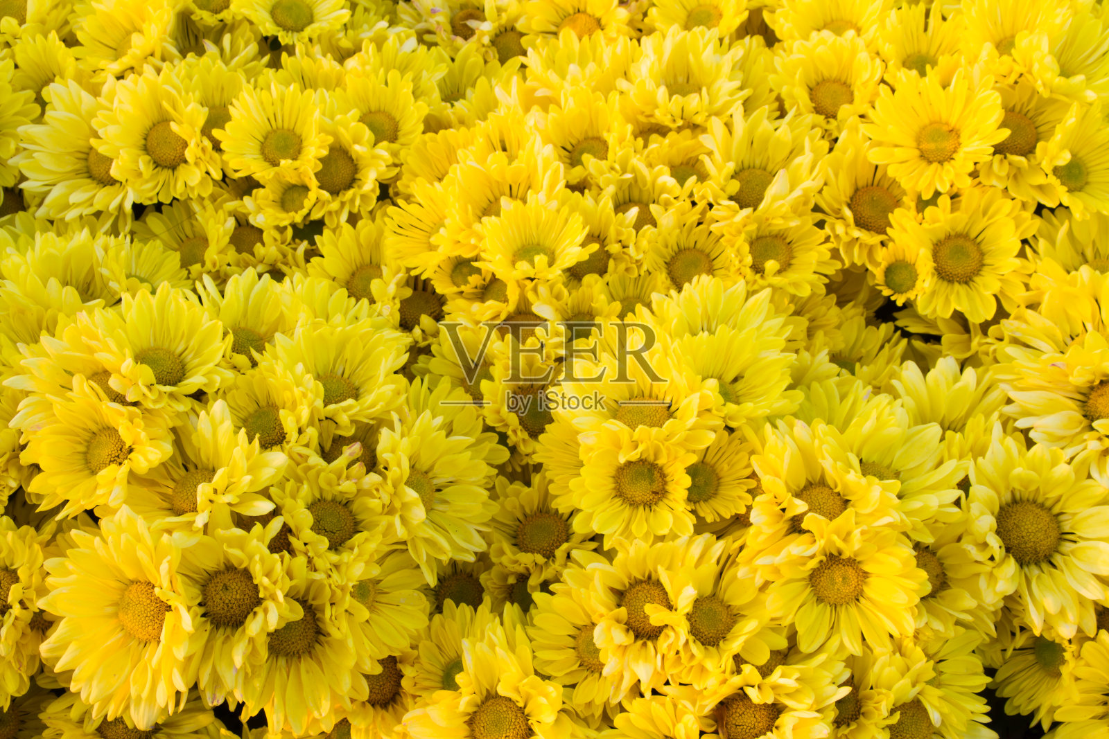 菊花照片摄影图片