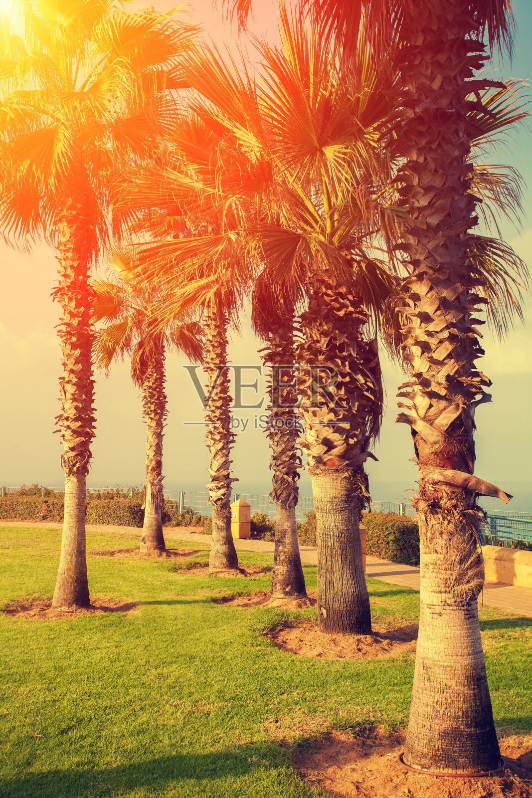 有棕榈树的热带海滩照片摄影图片